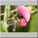Megachile ericetorum - Heide-Blattschneiderbiene m11d 11mm.jpg
